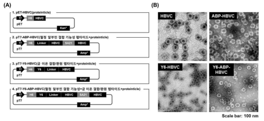 혈청 알부민 결합유도 펩타이드 및 금 이온 결합/환원 펩타이드를 포함하는 proteinticle 발현 벡터(A) TEM image 분석을 통해 대장균 내 자가조립 기반 입자 형성을 확인한 결과(B)