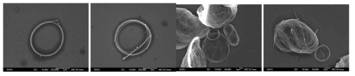 주사전자현미경을 이용하여 관찰된 Water-in-oil emulsion droplet을 이용하여 형성된 마이크로 링 및 형성된 링 용액에서 관찰된 얽혀진 나노와이어 덩어리(Bundle) 모습
