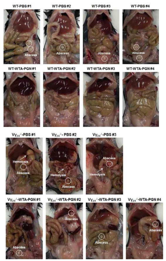 WTA-PGN 유도체 전처리 후, USA300 균주 감염시킨 WT 및 Vγ2/4-/- 마우스 복강 내의 농양 생성 여부 및 hemolysis 등 phenotype