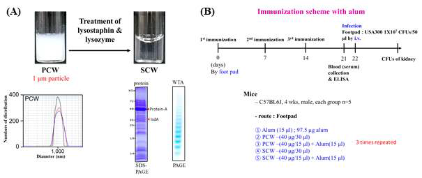PCW 및 SCW 생화학적 특성 및 함유하는 성분 규명 (A); PCW 및 SCW를 alum 존재 하에서 3번 접종후에 MRSA 감염 실험 계획 (B)