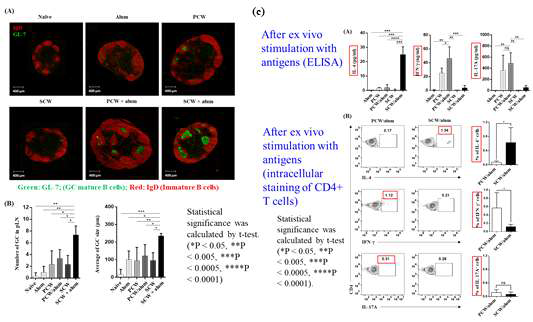 PCW 및 SCW 접종시 GC에서의 PCW, SCW의 영상 (A); 생성한 GC의 숫자 (left) 및 크기 (right) 를 측정한 결과 (B); GC 에서의 cytokine 분비를 조사한 결과 (C)