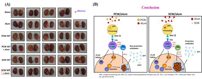 (A) 6종류의 항원을 1 주일 간격으로 3번 foot pad 로 접종한 후 7일후에 USA300 MRSA 균을 1x10^7 cell 감염 후 7일 후의 kidney abscess 형성을 조사한 결과 (A); 본 연구를 통하여 얻어진 결과를 정리한 결과를 정리하여 그림으로 나타냄 (B)