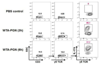 WTA-PGN 유도체 주사 후 IL-17A를 생산하는 γδ T 세포의 분포 비율