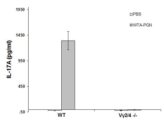 WT 및 Vγ2/4-/- 마우스에서의 WTA-PGN 유도체에 의한 IL-17A 생성량