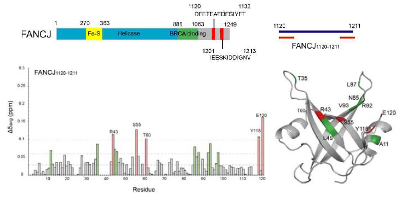 (위) FANCJ 의 도메인 구조 및 acidic 서열의 위치 (아래 왼쪽) FANCJ1120-1211 에 의한 RPA70N 의 Δδavg (아래 오른쪽) FANCJ1120-1211 결합면 매핑. Δδavg > Avg+1SD 인 residue (녹색) Δδavg > Avg+2SD 인 residue (빨강)