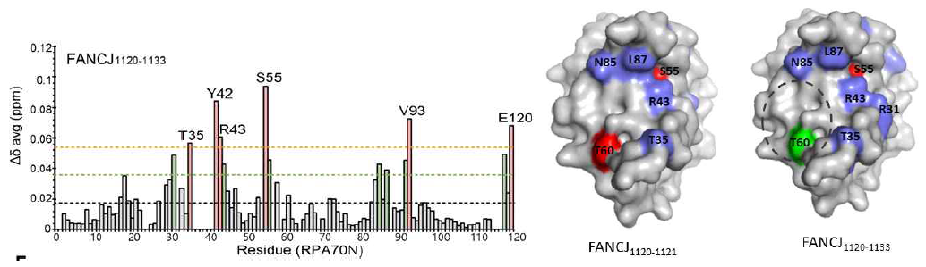 (왼쪽) FANCJ1120-1133 에 의한 RPA70N 의 Δδavg (오른 쪽) FANCJ1120-1121 와 FANCJ1120-1133 의 결합면 mapping. 두 결합면이 거의 유사 하며, FANCJ1120-1133 이 RPA70N 의 주 결합서열임을 알 수 있다
