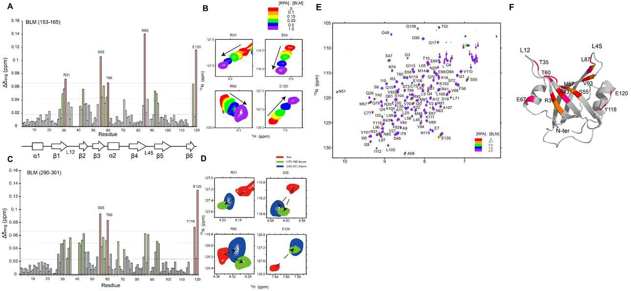 BLM153-165에 의한 (A) RPA70N 의 Δδavg (B) R31, S55, R92, E120 의 CSP 변화. (C) BLM290-301에 의한 RPA70N 의 Δδavg (D) 두 peptide 에 의한 R31, S55, R92, E120 의 CSP 변화 비교 (E) BLM153-165 적정에 의한 RPA70N 의 1H-15N HSQC 스펙트럼 변화 (F) 결합면 매핑 : 두 peptide 에 의해 모두 변한 residue (빨강), BLM153-165에만 변한 residue (주황), BLM290-301에만 변한 residue (핑크)