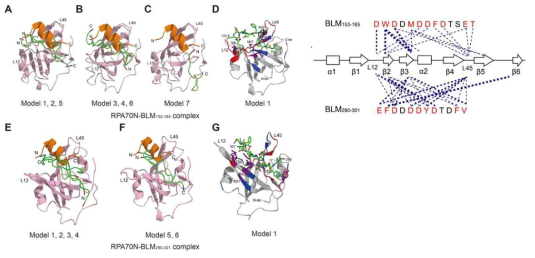주황색 helix 는 RPA70N 에 결합한 ATRIP peptide 의 구조. (A-C) RPA70N-BLM153-165 complex (D) lowest energy structure of RPA70N-BLM153-165 complex (E-F) RPA70N-BLM290-301 complex (G) lowest energy structure of RPA70N-BLM290-301 complex (왼쪽) 두 peptide 의 결합 위치 표시