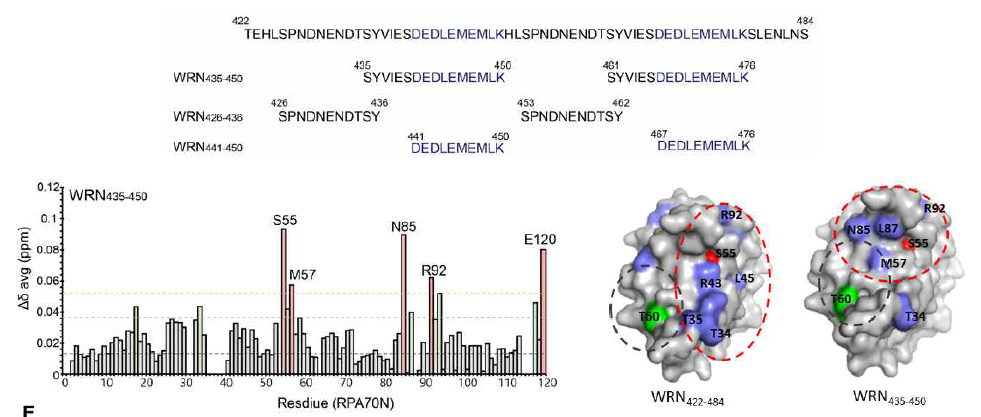 (위) WRN peptide 의 서열 (아래 왼쪽) WRN435-450 에 의한 RPA70N 의 Δδavg (아래 오른 쪽) WRN422-484 와 WRN435-450 의 결합면 mapping. T60 site 주변은 모두 변화가 없으며 WRN435-450 의 결합면이 더 좁다