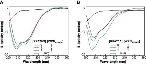 (A) RPA70N-WRN435-450 complex 의 CD spectrum 과 각 molecule 의 spectrum 비교 (B) RPA70A-WRN435-450 complex 의 CD spectrum 과 각 molecule 의 spectrum 비교