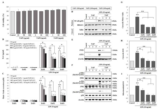마우스 면역세포 (RAW 264.7) 에서 TAP이 LPS에 의해 유도된 TLR4 세포신호전달 경로와 사이토카인 분비 및 산화 스트레스에 미치는 영향. (A) TAP이 세포생존도에 미치는 영향을 MTT assay로 확인함. (B) TAP 이 IL-6 분비량에 미치는 영향을 ELISA 방법으로 측정함. (C) TAP이 산화질소 생성량에 미치는 영향을 NO assay kit를 이용하여 확인함. (D-F) TAP이 세포신호전달경로에 미치는 영향을 Western blot으로 확인함. (G-I) TAP이 활성산소 및 산화질소 분비에 미치는 영향을 각기 다른 염색법을 이용하여 FACS로 정량화함