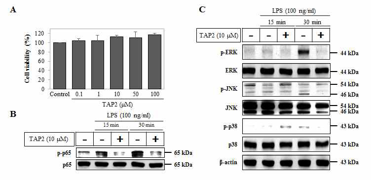 인간의 primary 세포 (human peripheral blood mononuclear cell)에서 TAP2가 LPS에 의해 유도된 TLR 세포신호 전달 경로에 미치는 차단 효과. (A) 인간 말초 혈액 단핵구 세포에 TAP2를 농도별로 처리한 후 세포생존도를 MTT assay를 이용하여 측정함. (B, C) hPBMC에 TAP2와 LPS를 처리한 후 15분, 30분 뒤 단백질을 추출하여 Western blot로 단백질 발현량을 정량함