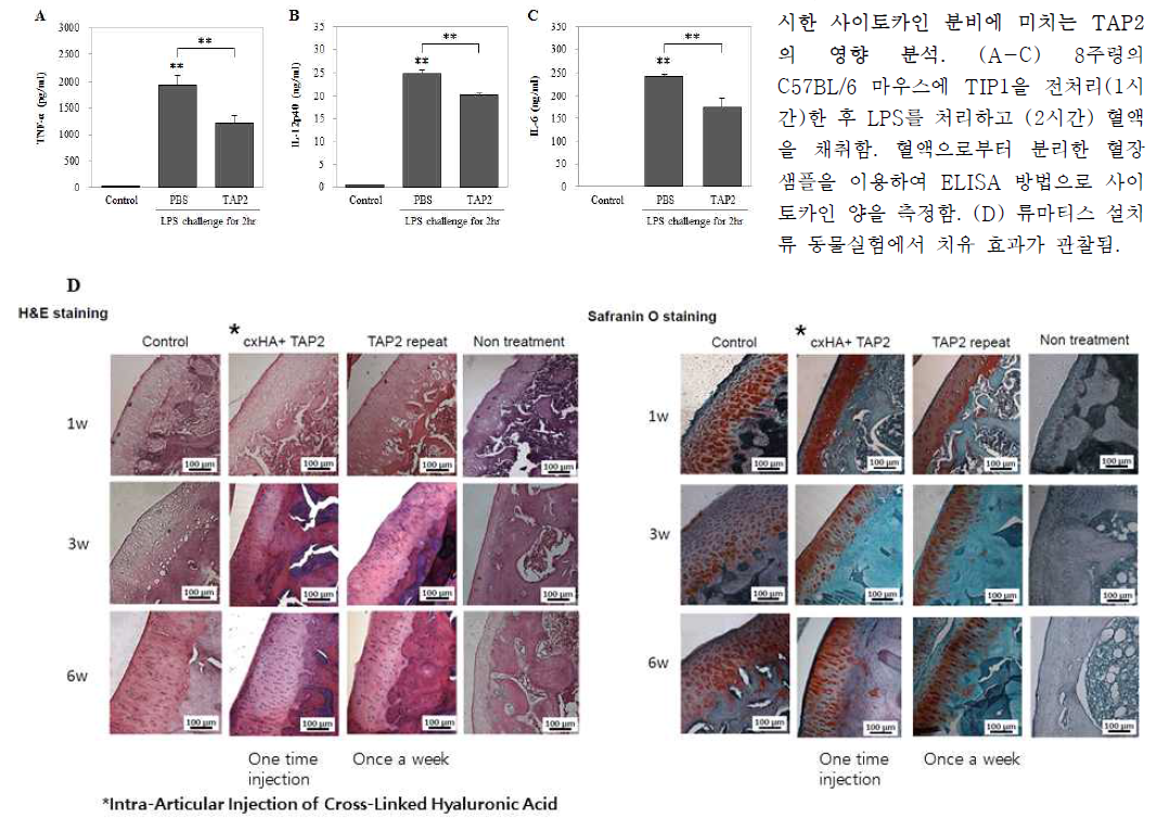 C57BL/6 마우스를 이용하여 실시한 사이토카인 분비에 미치는 TAP2 의 영향 분석. (A-C) 8주령의 C57BL/6 마우스에 TIP1을 전처리(1시간)한 후 LPS를 처리하고 (2시간) 혈액을 채취함. 혈액으로부터 분리한 혈장 샘플을 이용하여 ELISA 방법으로 사이토카인 양을 측정함. (D) 류마티스 설치류 동물실험에서 치유 효과가 관찰됨