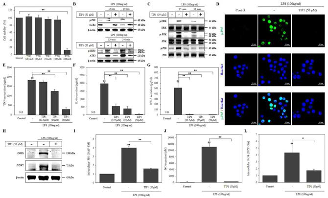 마우스 면역세포 (RAW 264.7) 에서 TIP1이 LPS에 의해 유도된 TLR4 세포신호전달 경로와 사이토카인 분비 및 산화 스트레스에 미치는 영향. (A) TIP1이 세포생존도에 미치는 영향을 MTT assay를 통해 확인함. (B, C) TIP1이 세포신호전달경로에 미치는 영향을 Western blot 방법으로 확인함. (D) TIP1이 NFκB 활성에 미치는 영향을 면역형광염색법을 이용하여 확인함. (E-G) TIP1이 사이토카인 분비에 미치는 영향을 ELISA 방법을 이용하여 확인함. (H) TIP1이 산화 스트레스 신호전달경로에 미치는 영향을 Western blot 방법으로 확인함. (I-L) TIP1이 활성산소 및 산화질소 분비에 미치는 영향을 각기 다른 염색법을 이용하여 FACS 로 측정함