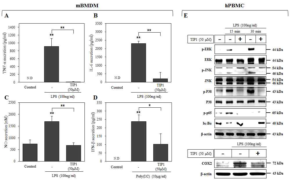 Primary 세포에서 TIP1이 LPS에 의해 유도된 사이토카인과 산화질소 분비 및 TLR 세포신호전달 경로에 미치는 영향. 마우스로부터 골수 유래 면역세포 (mouse bone marrow-derived macrophage; mBMDM)를 추출하여 TIP1과 LPS를 처리한 후 24시간 뒤 배양액을 이용하여 (A) TNF- α, (B) IL-6, (D) IFN-β를 ELISA assay를 통해 측정하였고, (C) 산화질소는 NO assay kit을 이용해 측정함. (G) 인간 말초 혈액 단핵구 세포 (human peripheral blood mononuclear cell; hPBMC)에 TIP1과 LPS를 처리한 후 15분, 30분, 24시간 뒤 단백질을 추출하여 Western blot 방법으로 단백질 발현량을 정량함