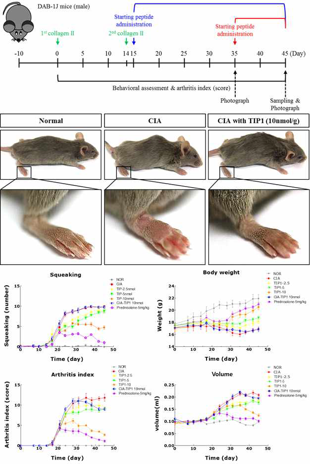 마우스 collagen-induced arthritis (CIA) 모델을 이용한 TIP1이 류마티스 관절염에 미치는 치료 효과. DAB-1J 마우스에 콜라겐을 주사하여 관절염을 유도한 후, TIP1 (10nmol/g, 5nmol/g, 2.5nmol/g)을 30일 동안 매일 1번씩 주사하면서 관찰함