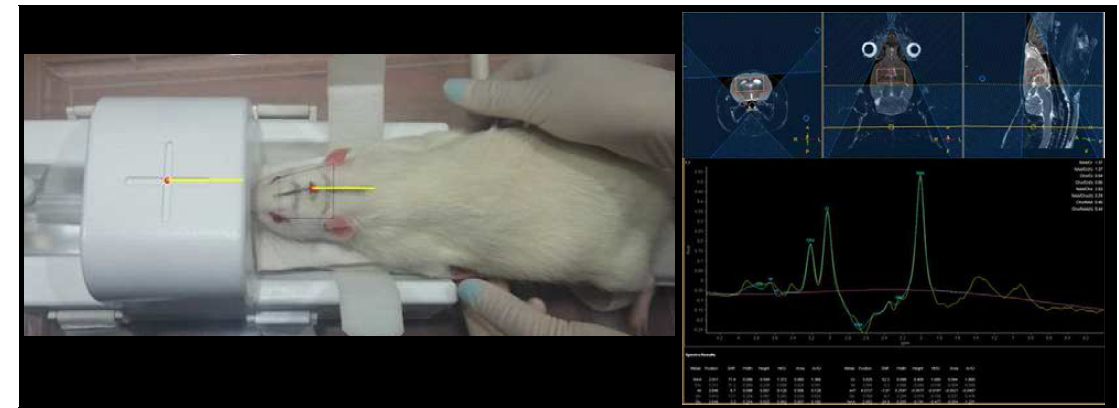 Rat 전용 coil로 MRS 획득 test(좌), Rat에서의 1H-MRS 관심영역 및 스펙트럼(우)