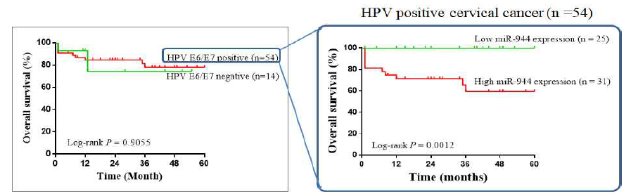 자궁경부암 HPV E6/E7 mRNA 발현군에서 miR-944의 예후 마커 분석