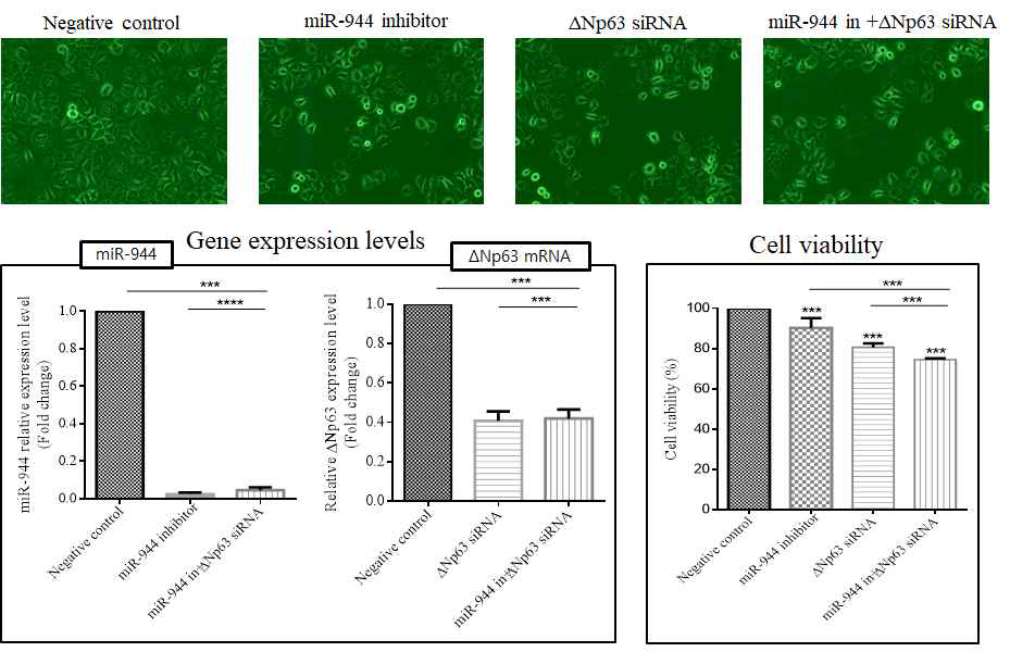 miR-944, ΔNp63 및 두 유전자를 동시에 knockdown 후 자궁경부암 세포의 유전자 발현양 및 생존능 분석