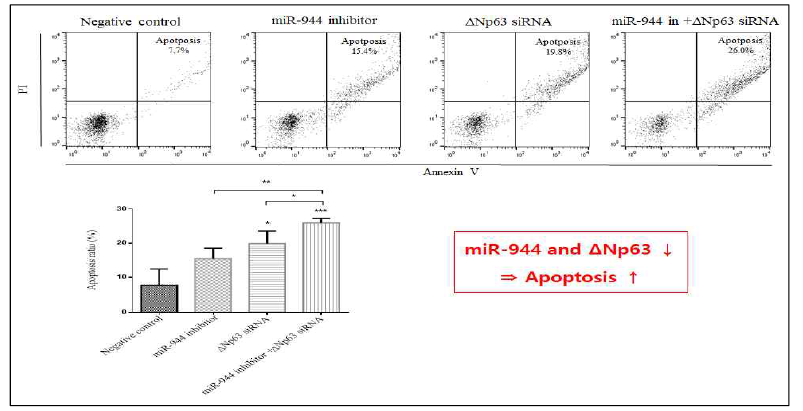 대조군 대비 miR-944, ΔNp63 및 두 유전자를 동시에 knockdown후, 세포 내 FACs를 이용한 Apoptosis 분석