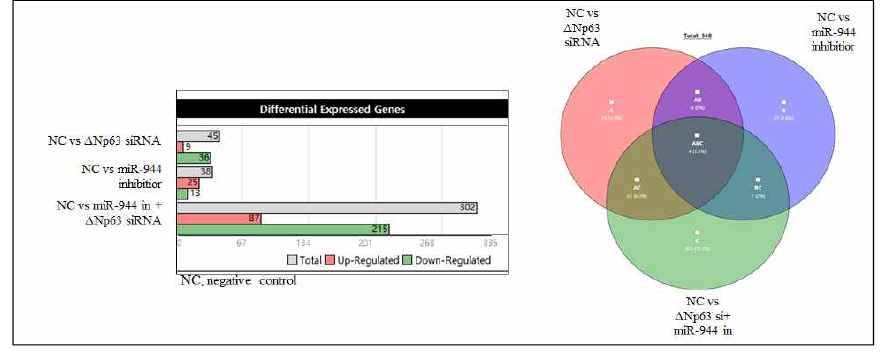 대조군 대비 miR-944, ΔNp63 및 두 유전자를 동시에 knockdown후, RNA-seq 분석을 통한 관련 유전자 분석