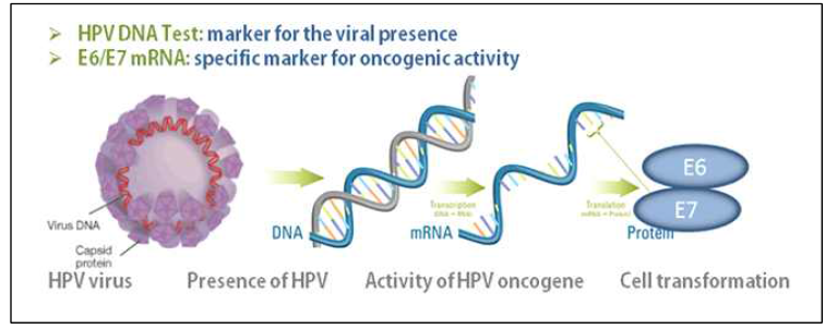 HPV의 L1 DNA와 E6/E7 mRNA 표적의 검출 비교