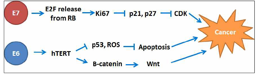 HPV 발암유전자 E6/E7에 의해 조절되는 hTERT와 Ki67의 기전