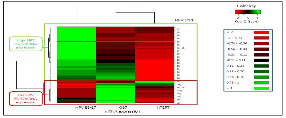 HPV E6/E7 mRNA발현 및 종양특이 유전자의 자궁경부암 내 발현 양상 분석