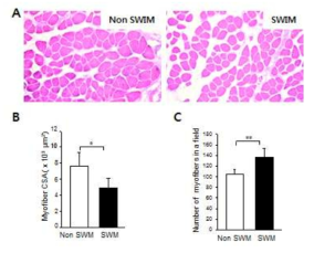 늙은 마우스를 대상으로 한 수중유산소 운동과 비운동 그룹의 근섬유의 구조 관찰