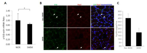 늙은 마우스를 대상으로 한 수중유산소 운동과 비운동 그룹에서 p16의 발현 조사 (A) RT-qPCR, (B, & C) 형광-면역염색