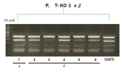 T-KO 마우스에 대한 genotyping 결과