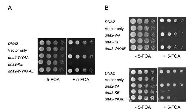 Cells with a DNA helicase-deficient dna2 allele are viable when it fails to activate Mec1 kinase. Saccharomyces cerevisiae dna2Δ::HIS3 cells harboring an episomal wild-type DNA2 in pRS316-DNA2 were transformed with plasmids containing the mutant dna2 alleles as shown and their growh was examined in YPD plates containing 5-FOA, which allows the expression of the mutant dna2 alleles