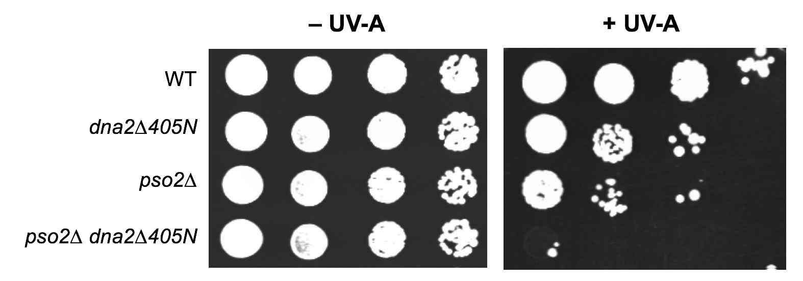 Synergistic sensitivity of dna2∆405 and pso2∆ to an interstrand-crosslinking agent. Cells were grown overnight in YPD and the cells were spotted in 10-fold dilutions (105, 104, 103, and 102 cells) onto YPD plates containing 8-methoxypsoralen (8-MOP, 0.1μg/ml). Plates were then exposed to UV-A, followed by incubation for 3 days at 25℃