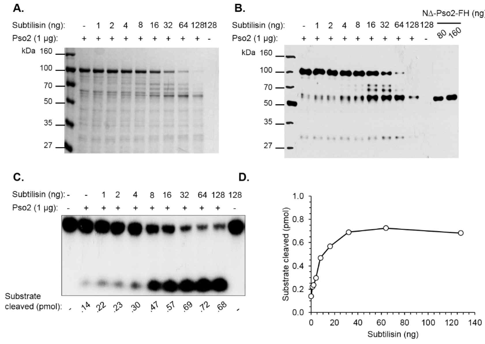 Limited proteolysis of full-length Pso2 by subtilisin. A, SDS-PAGE of proteolysis product. The recombinant full-length Pso2 protein (1 µg) was incubated with various amounts of subtilisin ranging from 1-128 ng in 20 µl reaction. The reactions were incubated on ice for 30℃, followed by a termination by 5 X SDS-loading dye and boiling. Pso2 (750 ng) was loaded on a 10%SDS-PAGE and Coomassie stained. B, 125 ng of the proteolysis products was loaded on a 10% SDS-PAGE and transferred to a nitrocellulose membrane. The membrane then was were probed with anti-HIS antibody. C, 50 ng of the proteolysis products were used for nuclease reaction containing 1 pmol of 25-nt ssDNA at 30℃ for 30 min. The reactions were terminated, and the products were analyzed by native 15% PAGE in 0.5 x TBE. D, The nuclease activity in C was quantified and plotted against the level of subtilisin