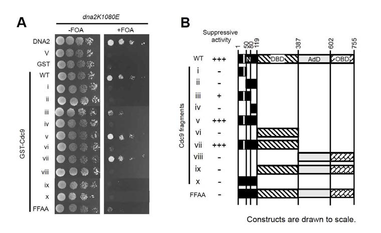 The suppressive activity of Cdc9 originates from its N-terminal domain which governs the interaction of the DNA ligase I with PCNA (A) The suppression of the lethal phenotype of YJA1BJK65 mutant cells was examined as described in panel (A) of Fig. 1 after transformed with LEU2-marker plasmids to express Dna2, GST, or one of the derivatives of Cdc9 in the form of GST- recombinant proteins. 'V' and 'WT' indicate YJA1BJK65 mutant cells harboring empty LEU2-marker plasmids and expressing GST-recombinant form of wild-type Cdc9. The roman numerals indicate the types of truncated or mutated Cdc9 proteins as shown in panel (B). 'FFAA' indicates YJA1BJK65 mutant cells expressing GST- recombinant form of Cdc9FFAA, in which the conversion of 44th and 45th phenylalanine residues to alanines abrogated the ability of Cdc9 to interact with PCNA. (B) The primary structure of Cdc9 protein is shown and the location of each domain was drawn to scale. 'N, DBD, AdD, and OBD' indicate the 119 aa-long N- terminal domain, DNA-binding domain, catalytic domain, and oligonucleotide/oligosaccharide-binding domain, respectively. The suppressive activities of wild-type and truncated or mutated Cdc9 proteins determined in panel (A) were summarized as follows: +++ for strong suppression, + for modest suppression, and – for the absence of suppression. The white line in the N-terminal domain of Cdc9 indicates the position of PIP box. Fragment x and 'FFAA' version of Cdc9 do not have the white lines since the functional PIP boxes no longer exist due to site- directed mutagenesis
