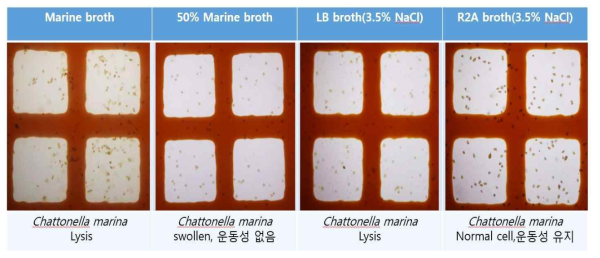 4가지 영양 배지에서의 Chattonella marina 생장 현미경 사진