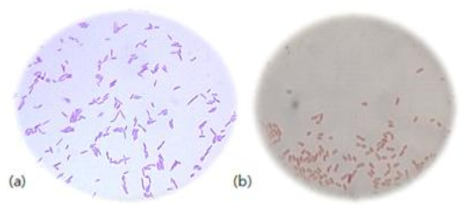 (a) KGN1 Bacillus arayabhattai B8W22 (b) KGP Vibrio neocaledonicus NC470