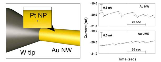 금 나노와이어 전극에서 백금 단일 나노입자 충돌 신호 관찰 - 극미세전극에서의 신호와의 비교