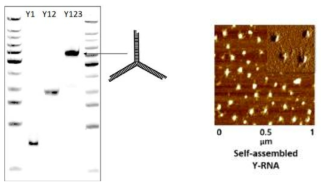 전기영동과 AFM 기법을 이용해 확인한 Y-RNA 나노입자