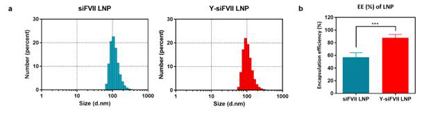 siRNA와 Y-RNA의 hydrodynamic size (a) 및 EE (%) (b)