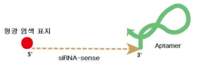 siRNA와 앱타머를 포함한 apta-siRNA