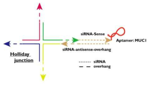 Holliday junction과 Aptamer-siRNA의 구성 및 배치도