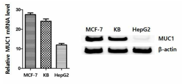 세 가지 세포 내의 mucin-1 mRNA 발현량 비교