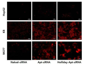 세포에 따른 Aptamer-나노구조체의 전달 효과 비교