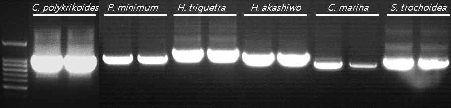 각 미세조류의 LSU rRNA PCR 결과