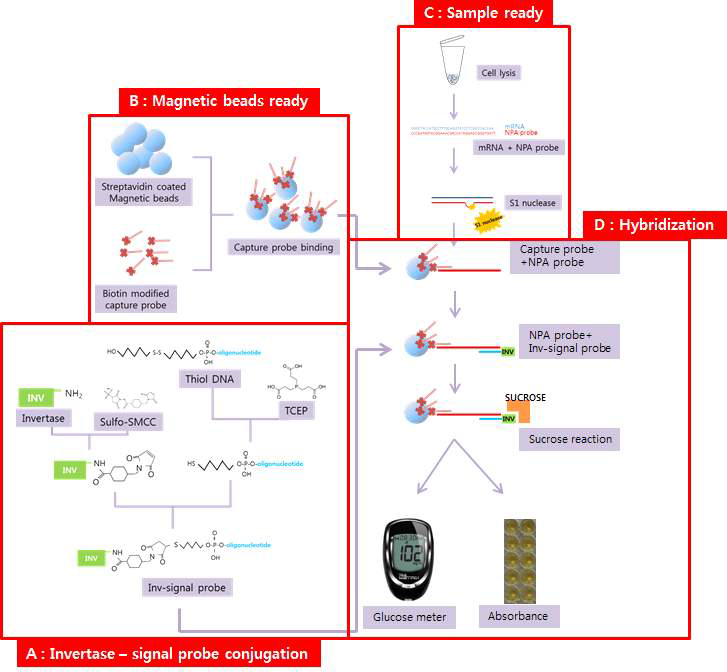 Glucose meter를 이용한 유해조류 종판별 기술개발 전체 연구 모식도