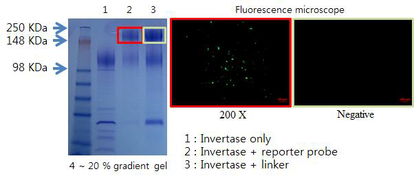 Invertase-signal probe conjugation 확인 (4-20% gradient gel에 전기영동 후 positive 부위와 negative 부위를 형광현미경으로 관찰)