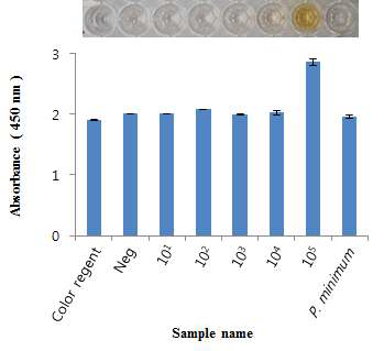 C. polykikoides cell 당 glucose assay 발색반응 및 absorbance