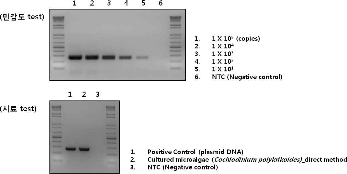 C. polykroides에 대한 민감도 및 시료 PCR 테스트