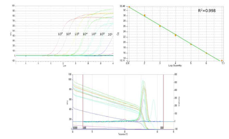 real-time PCR 결과 (A) Amplification graph, (B) melting curve, (C) Standard curve